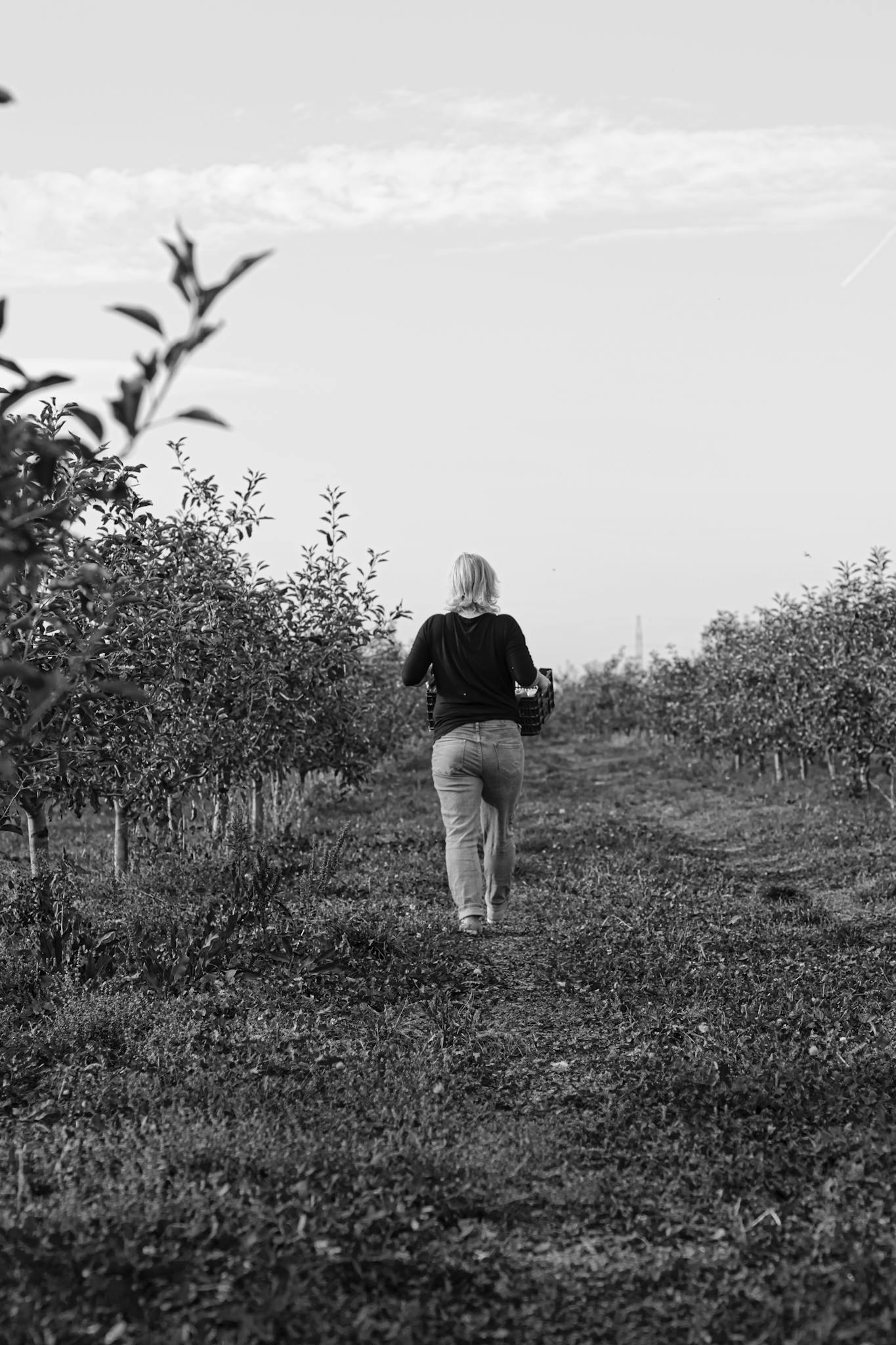 A woman walks through an apple orchard on a sunny day, capturing the essence of rural life and harvest season.